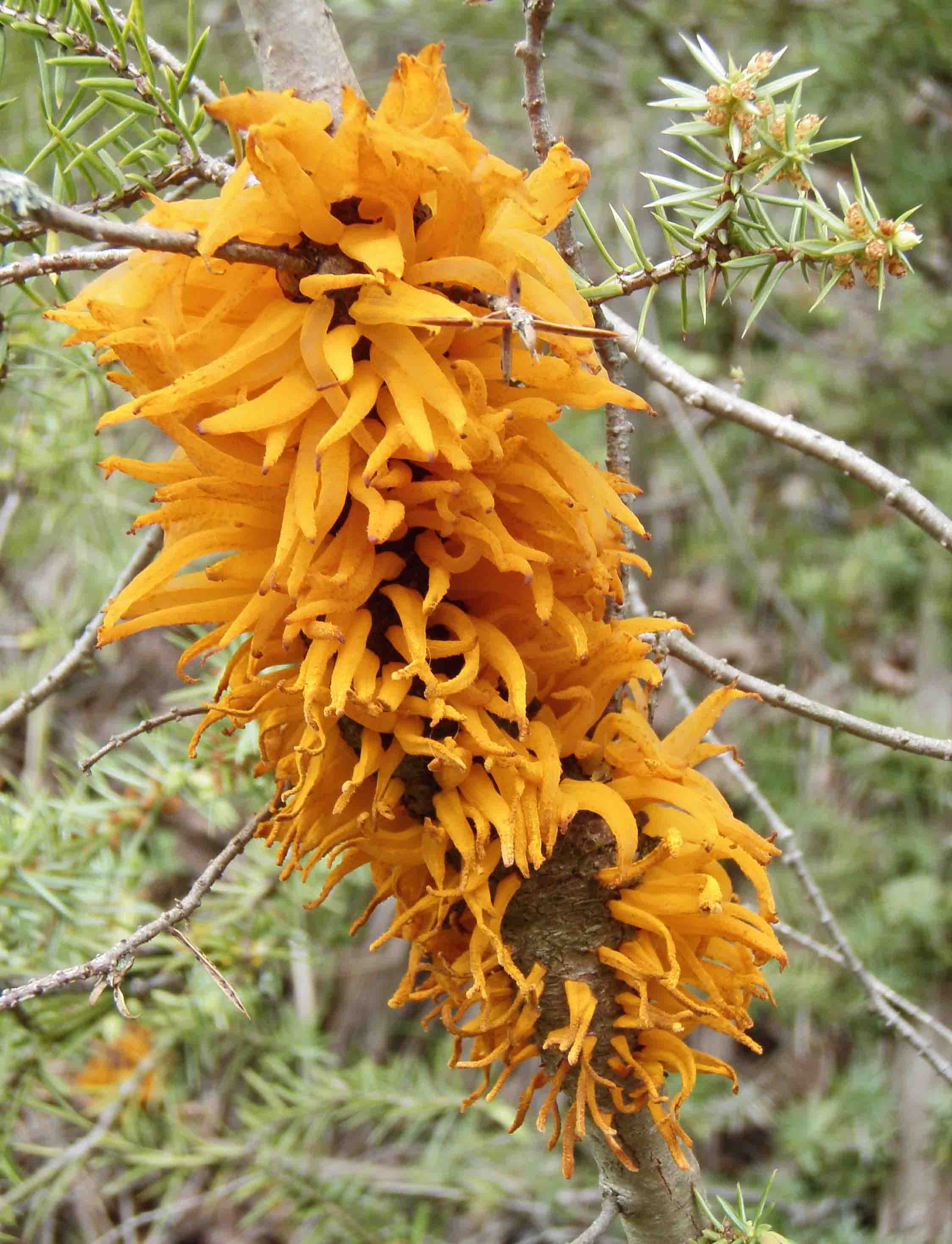 Juniperus con fungo parassita Gymnosporangium clavariaeforme